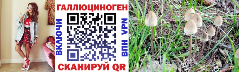 Купить  Кимры  Псилоцибиновые грибы мицелий 